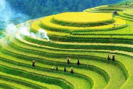 Hòa mình vào sắc xanh của ruộng bậc thang mênh mông lúa trổ đòng