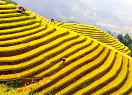Một Sapa phủ bởi sắc vàng ấm no mùa bội thu