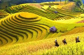 Những thửa ruộng bậc thang vàng ươm ở thung lũng Mường Hoa