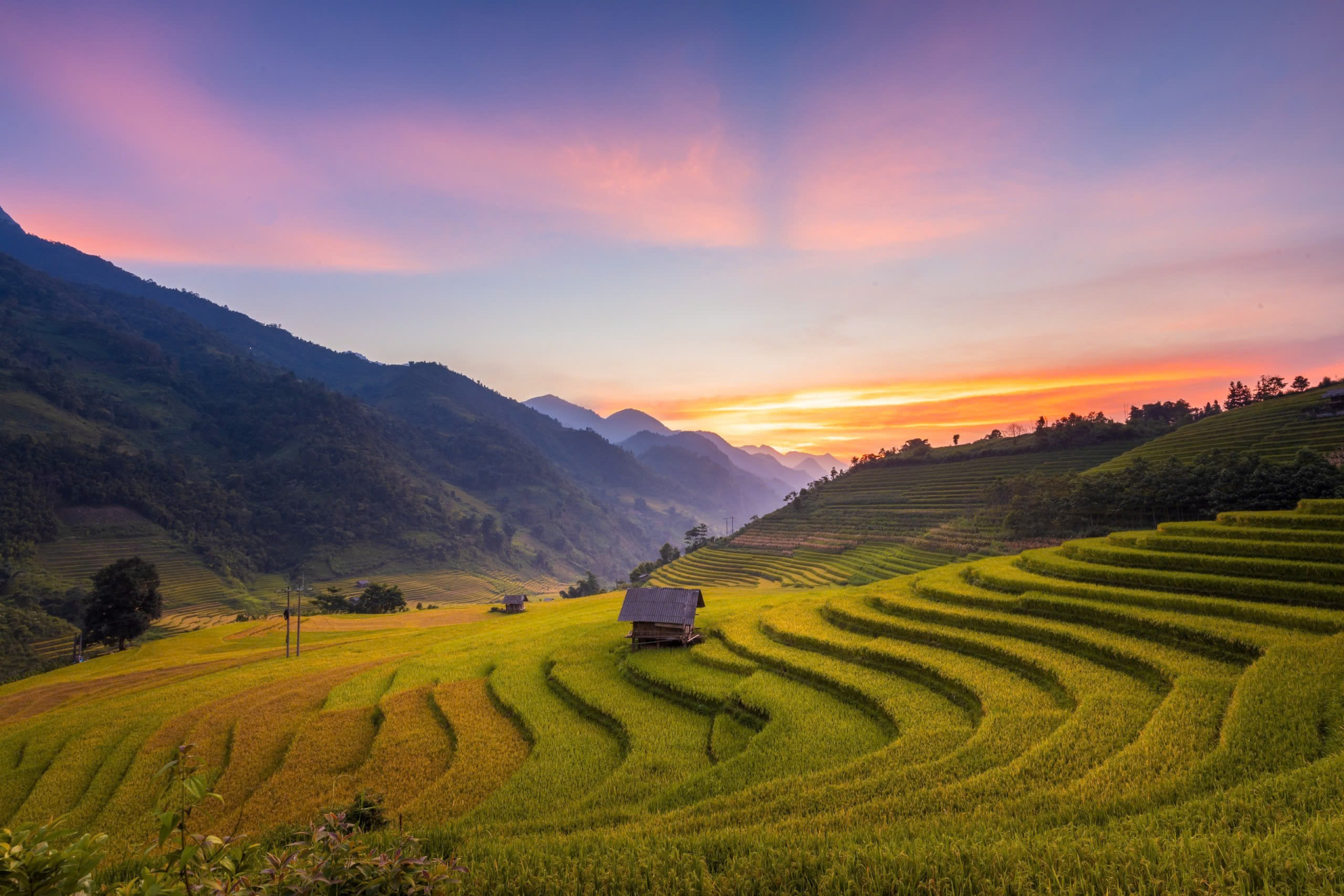 Sapa mùa lúa chín — Khi cả núi rừng khoác áo vàng